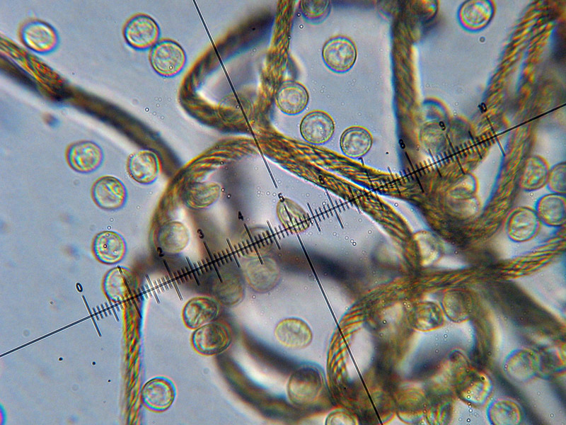 Trichia sp. e non solo...